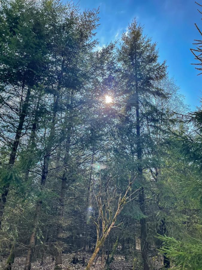 Am Wald * Frankenau